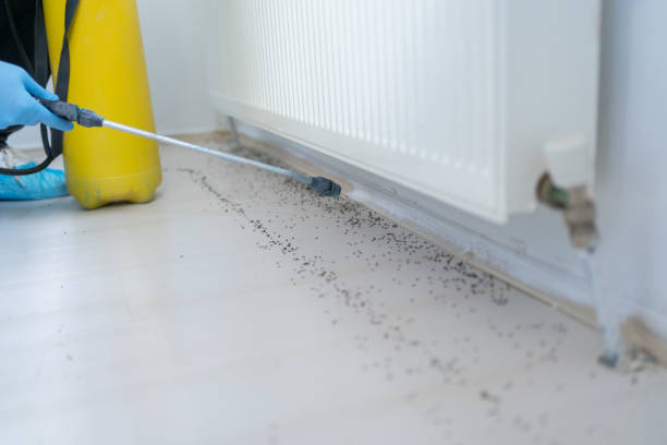 Best Termite Control Services  in Mcfarland, CA